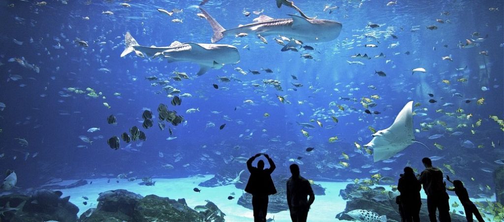 1_ACUARIO