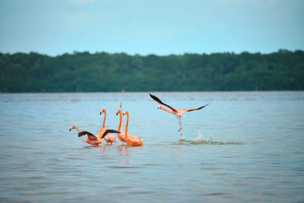 La Colonia De Flamencos Rosas Mas Grande Del Mundo Esta En Mexico Donde Puedes Verla Mariel De Viaje