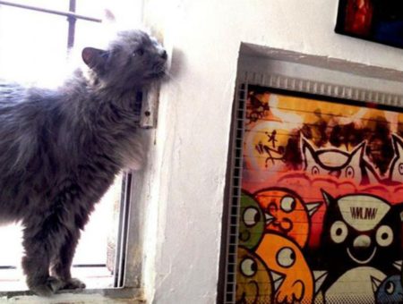 DELIGATESSEN: GALERÍA Y HELADERÍA PARA GATOS