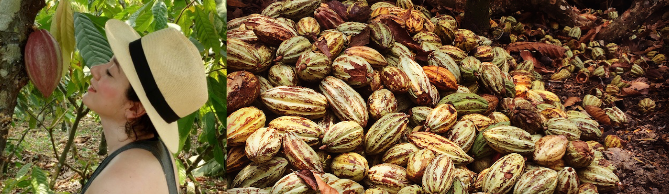 Cacao