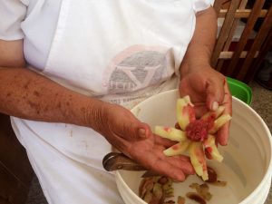 Doña Alicia nos muestra como abrir xoconostle para el caldo de zorra