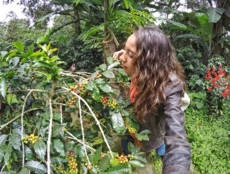 RUTA DEL CAFÉ, COLOMBIA