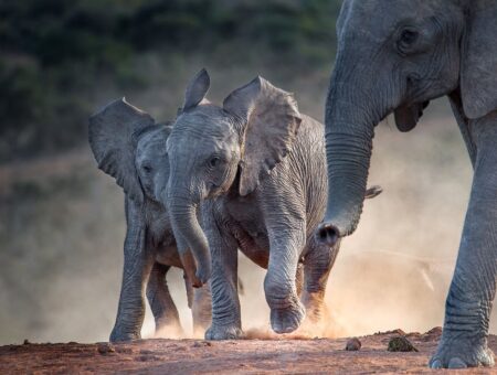 Young african elephants racing toward the water.