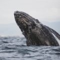 De enero a abril escápate al avistamiento de la ballena gris en México
