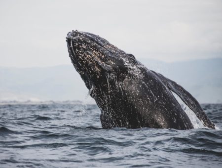 De enero a abril escápate al avistamiento de la ballena gris en México