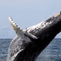 Ya hay avistamiento de ballenas jorobadas en Ixtapa