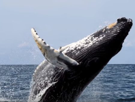 Ya hay avistamiento de ballenas jorobadas en Ixtapa